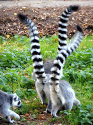 Ring-tailed Lemurs at the Safaripark Beekse Bergen