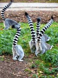 Ring-tailed Lemurs at the Safaripark Beekse Bergen