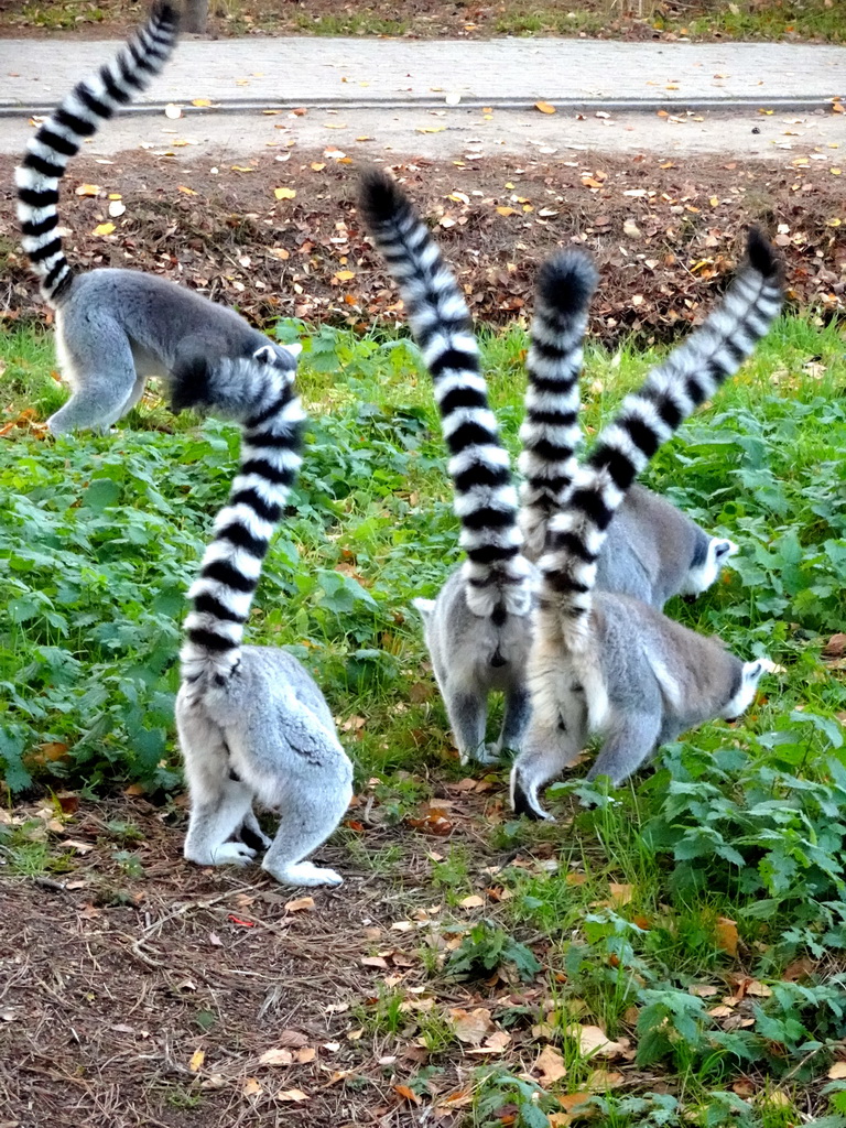 Ring-tailed Lemurs at the Safaripark Beekse Bergen