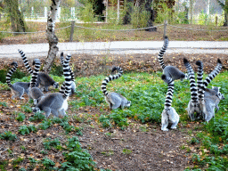 Ring-tailed Lemurs at the Safaripark Beekse Bergen