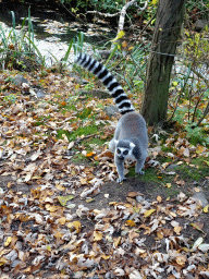 Ring-tailed Lemur at the Safaripark Beekse Bergen