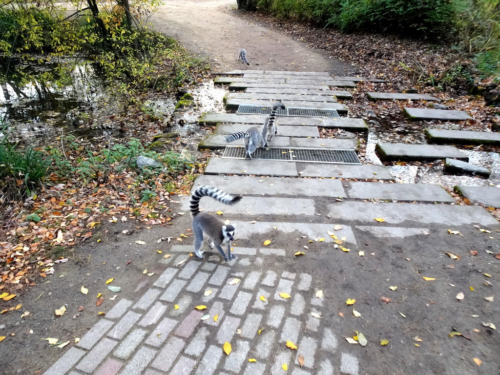 Ring-tailed Lemurs at the Safaripark Beekse Bergen