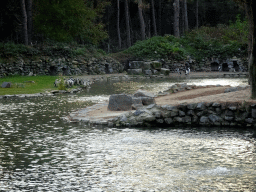 African Penguins at the Safaripark Beekse Bergen