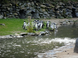 African Penguins at the Safaripark Beekse Bergen