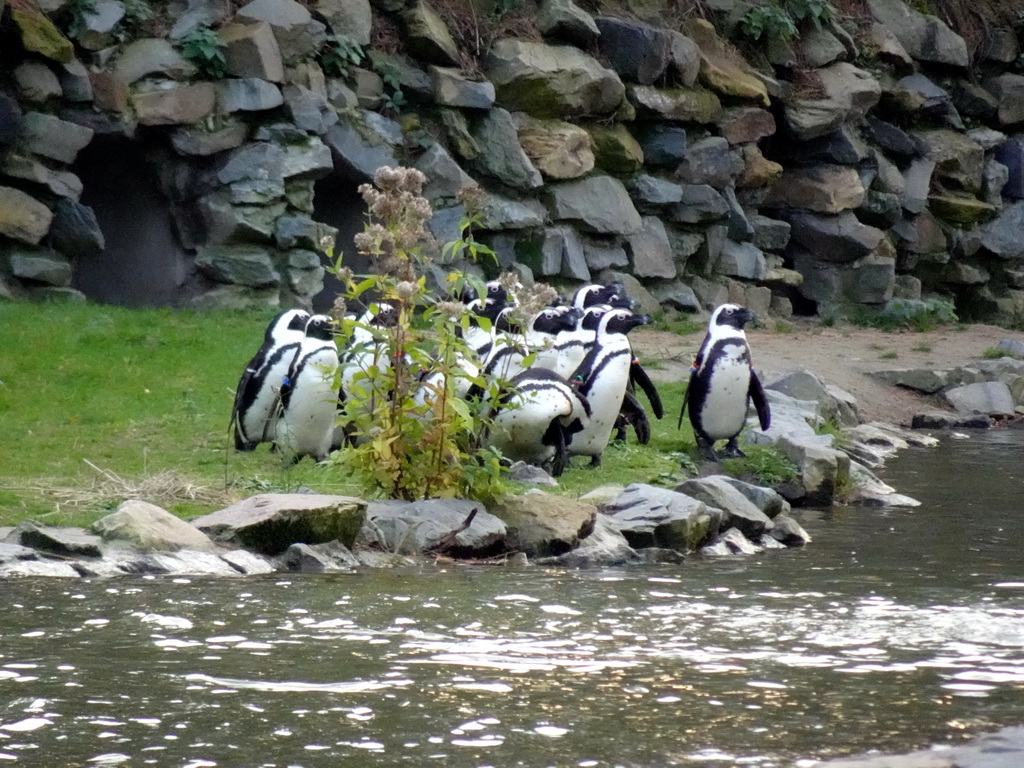 African Penguins at the Safaripark Beekse Bergen
