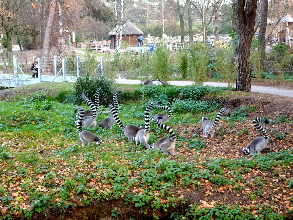 Ring-tailed Lemurs at the Safaripark Beekse Bergen