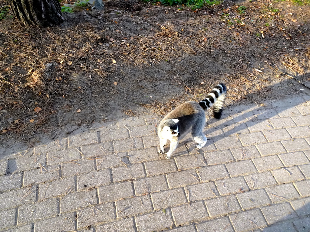 Ring-tailed Lemur at the Safaripark Beekse Bergen