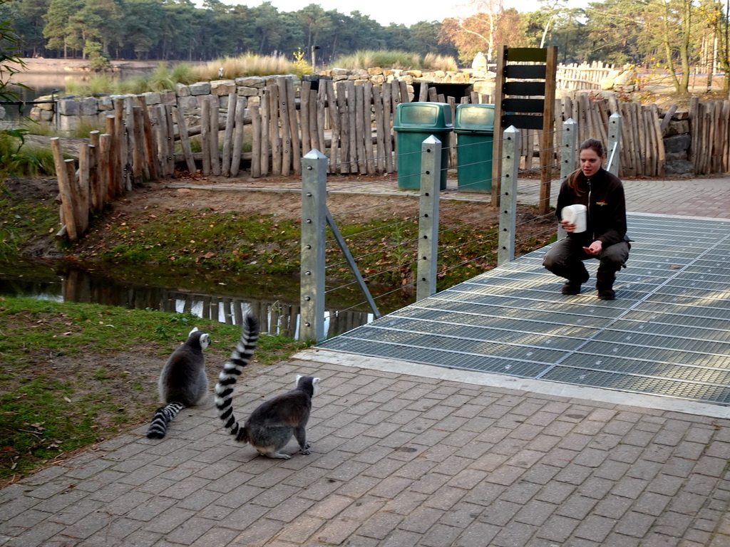 Zookeeper feeding Ring-tailed Lemurs at the Safaripark Beekse Bergen