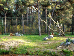 Tigers at the Safaripark Beekse Bergen