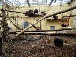 Chimpanzees at the Primate Enclosure at the Safaripark Beekse Bergen