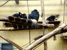 Chimpanzees at the Primate Enclosure at the Safaripark Beekse Bergen