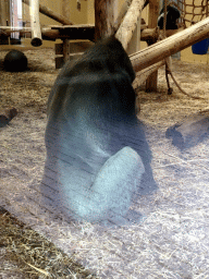 Gorilla at the Safaripark Beekse Bergen