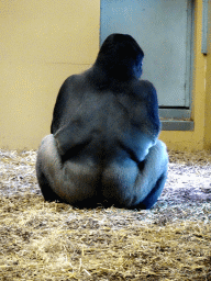 Gorilla at the Safaripark Beekse Bergen