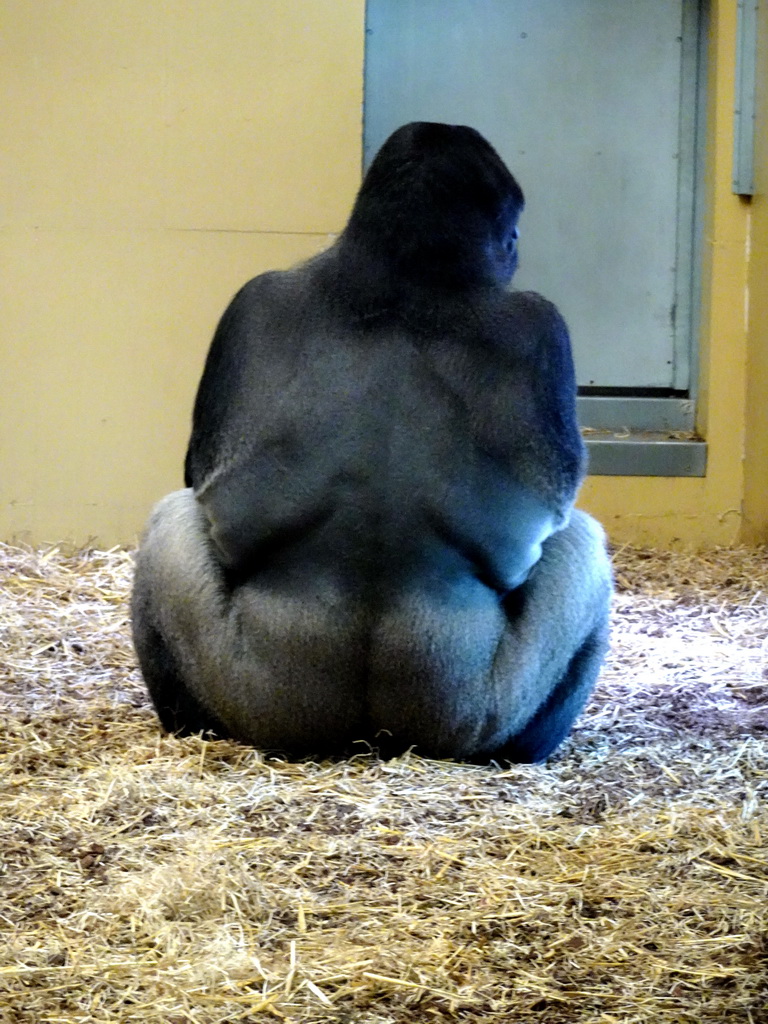 Gorilla at the Safaripark Beekse Bergen