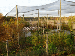 American Flamingos, African Spoonbills, Square-lipped Rhinoceroses and African Buffalos at the Safaripark Beekse Bergen