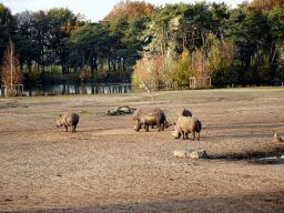 Square-lipped Rhinoceroses at the Safaripark Beekse Bergen