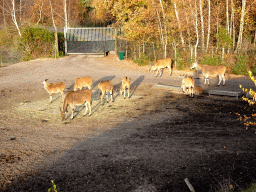 Common Elands at the Safaripark Beekse Bergen