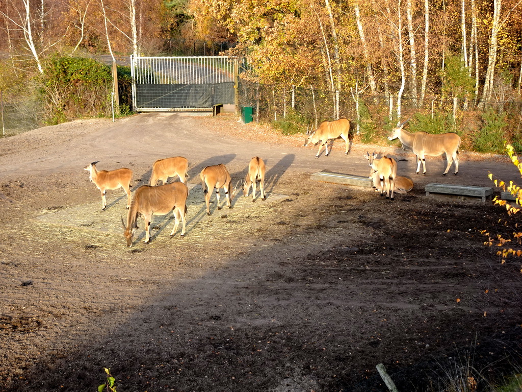 Common Elands at the Safaripark Beekse Bergen