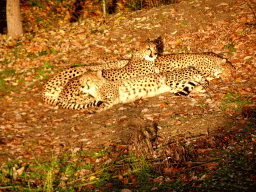 Cheetahs at the Safaripark Beekse Bergen