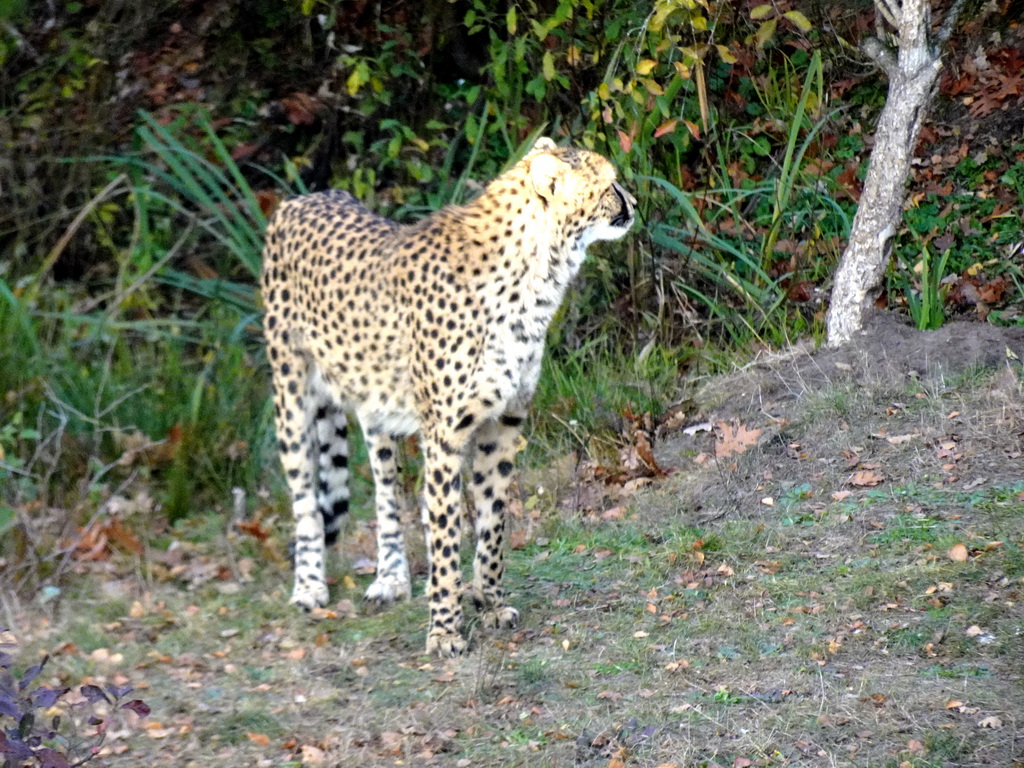 Cheetah at the Safaripark Beekse Bergen