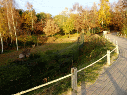 Cheetahs at the Safaripark Beekse Bergen