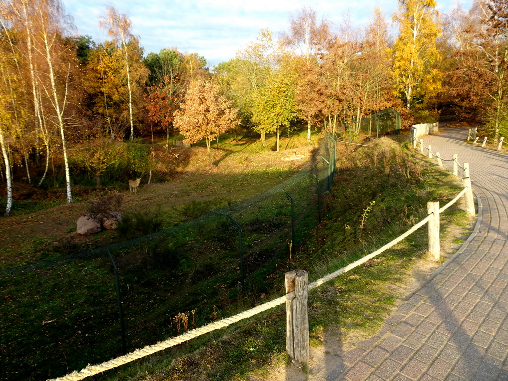 Cheetahs at the Safaripark Beekse Bergen