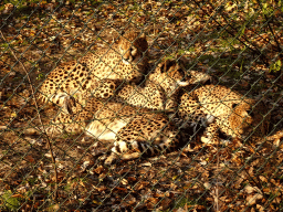 Cheetahs at the Safaripark Beekse Bergen