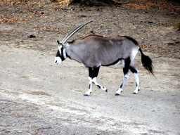 Oryx at the Safaripark Beekse Bergen
