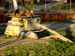 Truck with Lions on top at the Safaripark Beekse Bergen