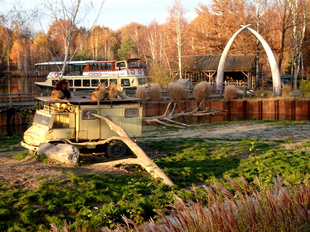 Truck with Lions on top, a safari boat and a gate at the Safaripark Beekse Bergen