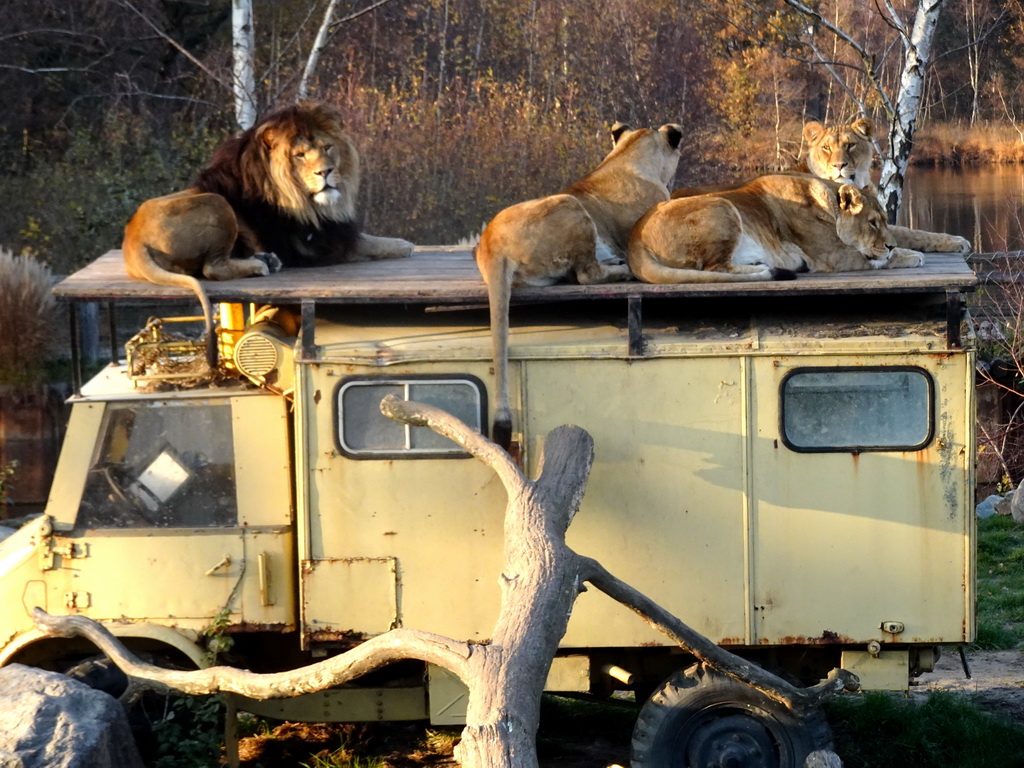 Truck with Lions on top at the Safaripark Beekse Bergen