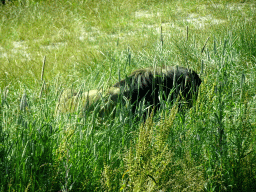 Lion at the Safaripark Beekse Bergen, viewed from the car during the Autosafari