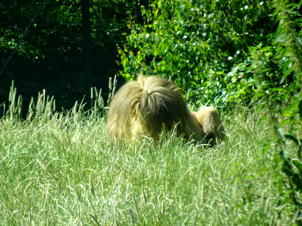 Lion at the Safaripark Beekse Bergen, viewed from the car during the Autosafari