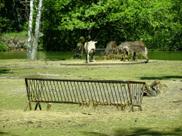 Oryx and Waterbucks at the Safaripark Beekse Bergen, viewed from the car during the Autosafari