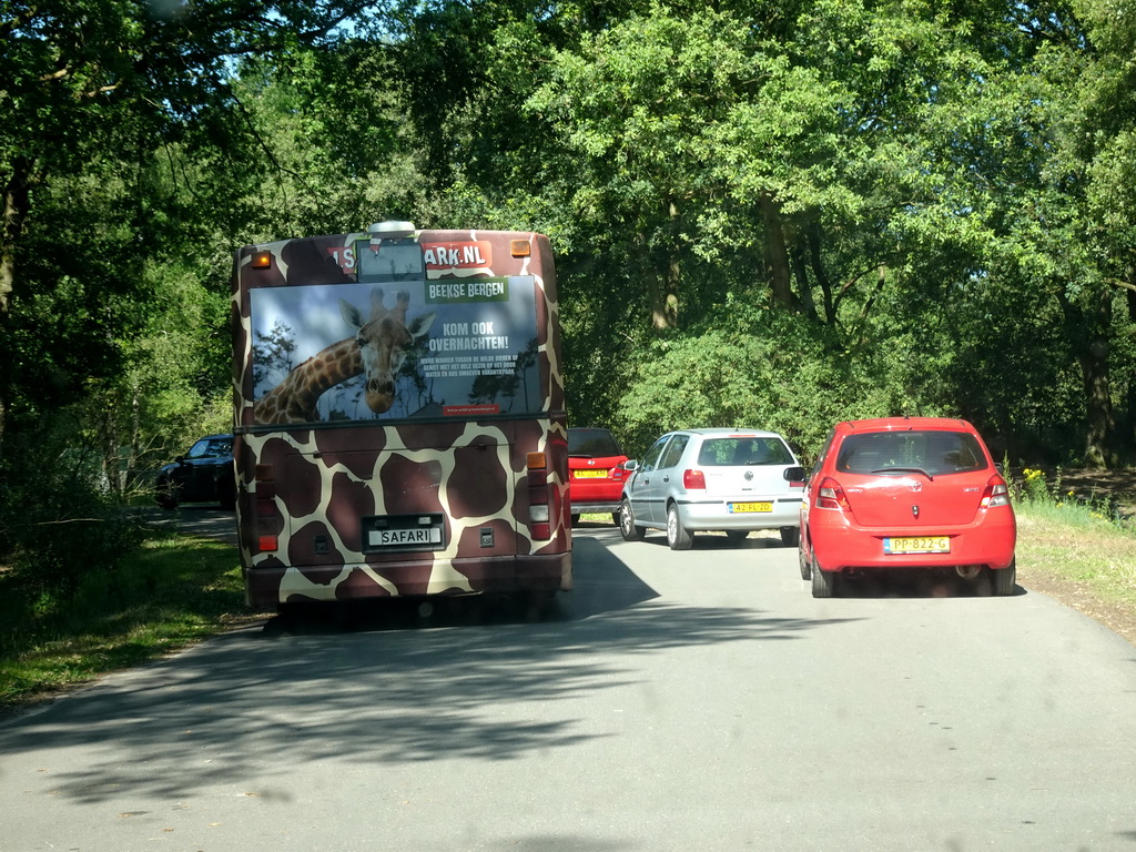 Safari bus and cars at the Safaripark Beekse Bergen, viewed from the car during the Autosafari