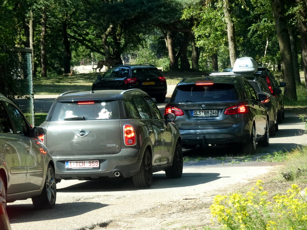 Cars and a Cheetah at the Safaripark Beekse Bergen, viewed from the car during the Autosafari