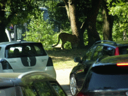 Cars and a Cheetah at the Safaripark Beekse Bergen, viewed from the car during the Autosafari