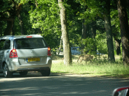 Cars and a Cheetah at the Safaripark Beekse Bergen, viewed from the car during the Autosafari