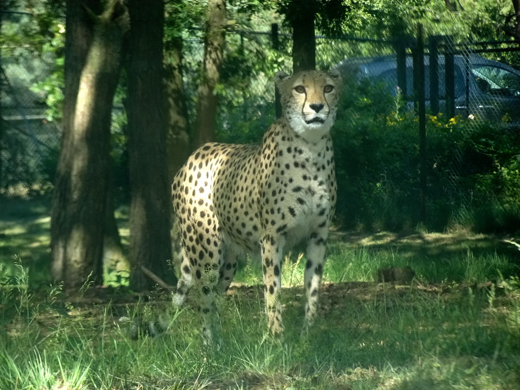 Cheetah at the Safaripark Beekse Bergen, viewed from the car during the Autosafari