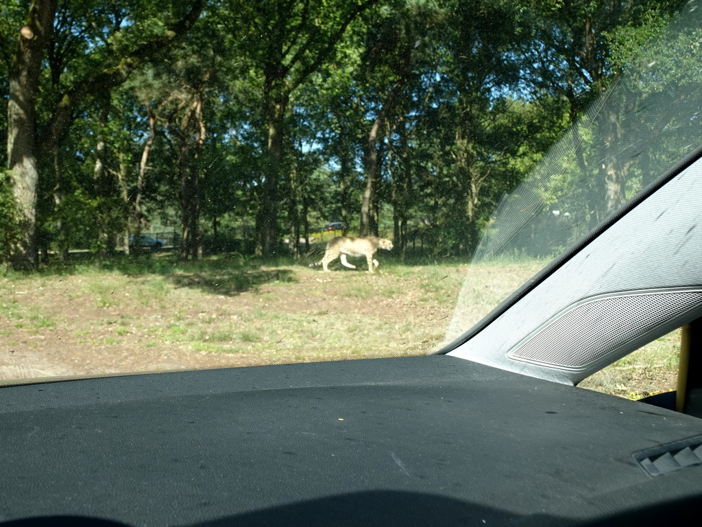 Cheetah at the Safaripark Beekse Bergen, viewed from the car during the Autosafari