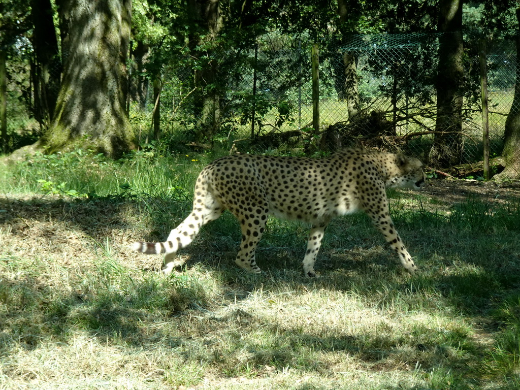 Cheetah at the Safaripark Beekse Bergen, viewed from the car during the Autosafari