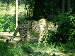 Cheetah at the Safaripark Beekse Bergen, viewed from the car during the Autosafari