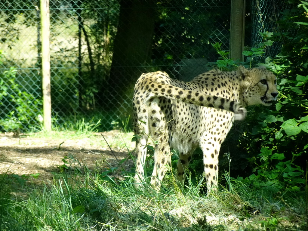 Cheetah at the Safaripark Beekse Bergen, viewed from the car during the Autosafari