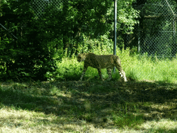 Cheetah at the Safaripark Beekse Bergen, viewed from the car during the Autosafari