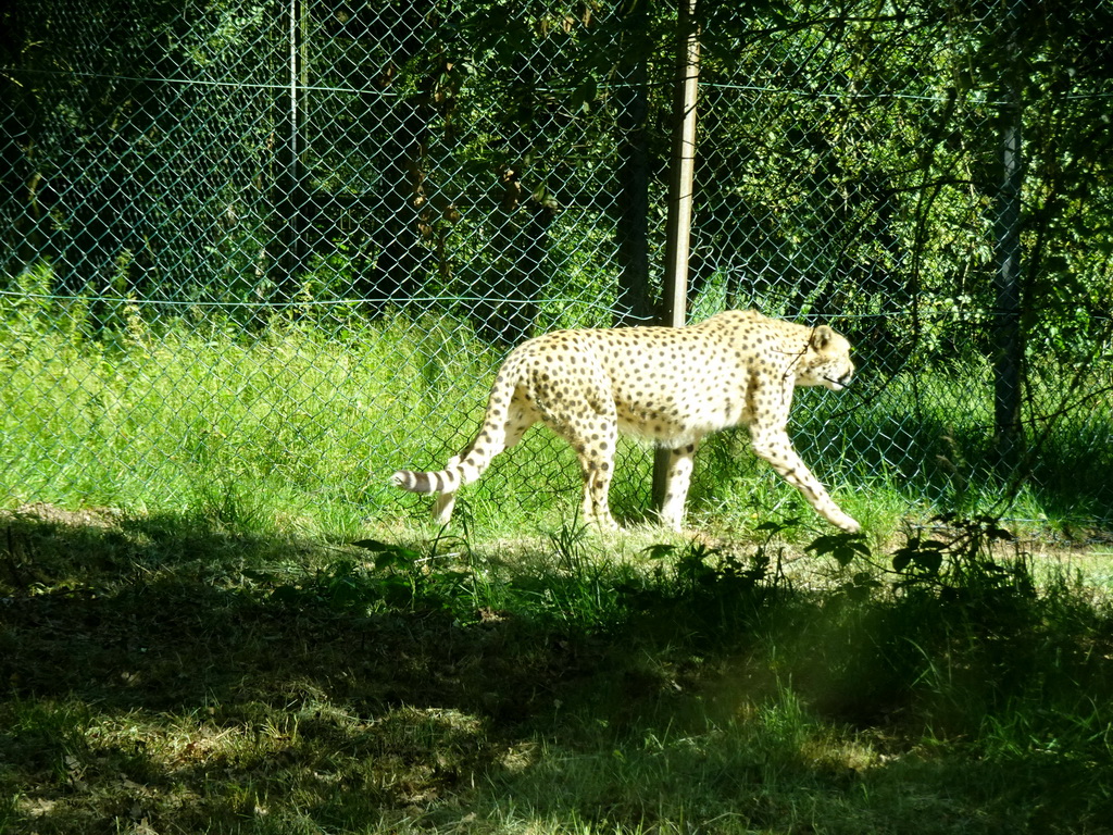 Cheetah at the Safaripark Beekse Bergen, viewed from the car during the Autosafari