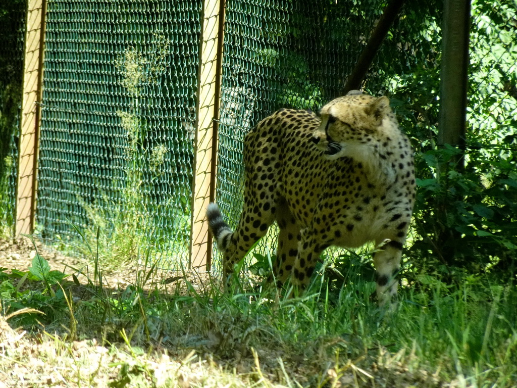 Cheetah at the Safaripark Beekse Bergen, viewed from the car during the Autosafari