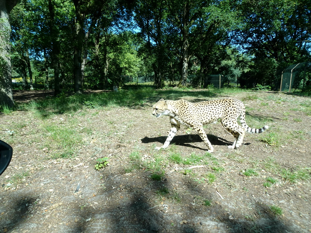 Cheetah at the Safaripark Beekse Bergen, viewed from the car during the Autosafari