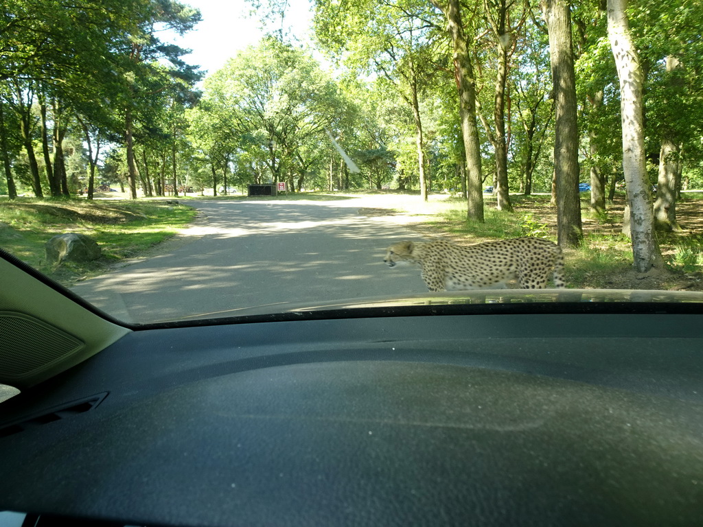 Cheetah at the Safaripark Beekse Bergen, viewed from the car during the Autosafari