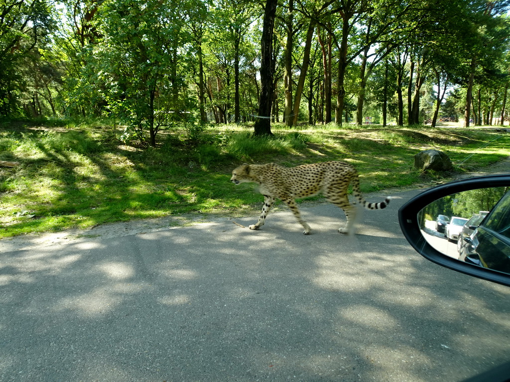 Cheetah at the Safaripark Beekse Bergen, viewed from the car during the Autosafari