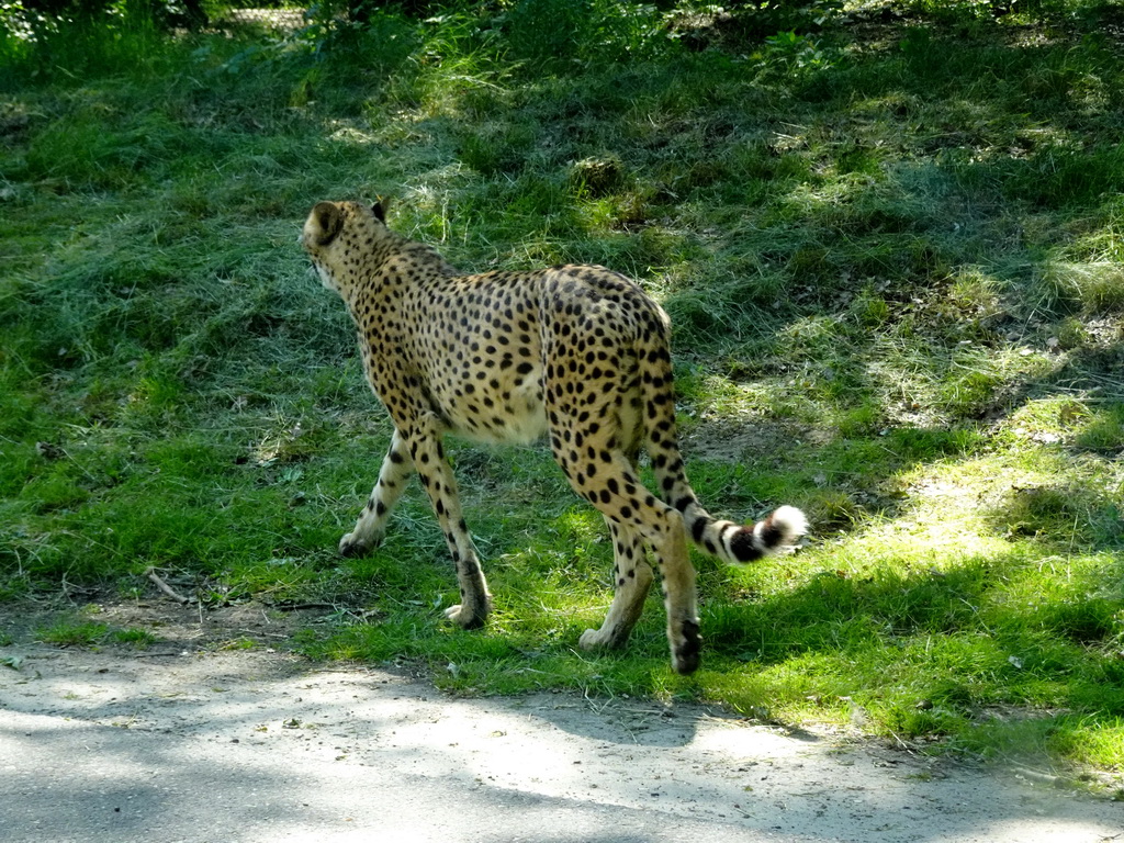 Cheetah at the Safaripark Beekse Bergen, viewed from the car during the Autosafari